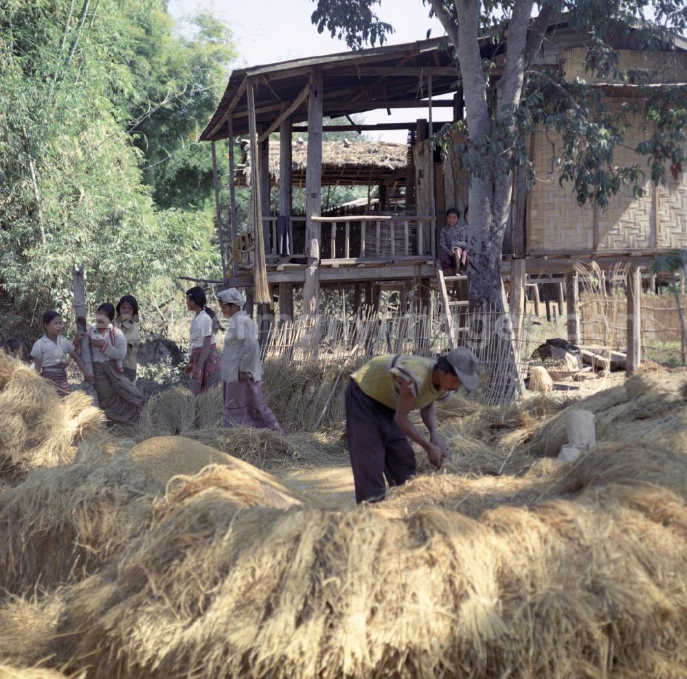 GDR picture archive: Vientiane - Die Bewohner eines Dorfes in der Demokratischen Volksrepublik Laos bearbeiten auf einem Haufen liegende Reisgarben.