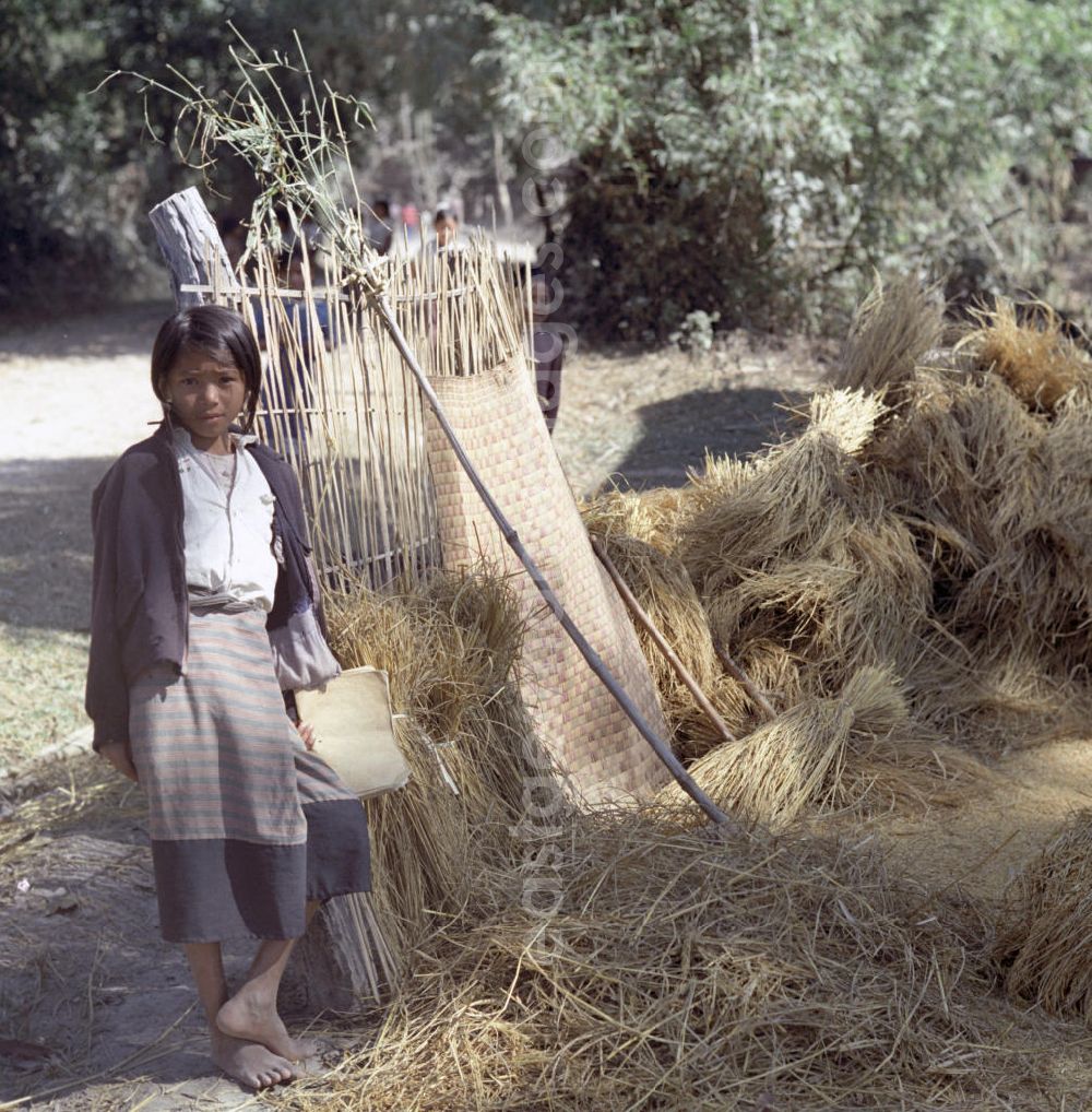 Vientiane: Ein Mädchen steht neben auf einem Haufen liegenden Reisgarben in der Demokratischen Volksrepublik Laos.