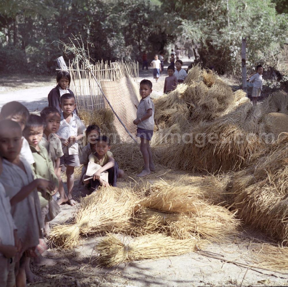 GDR image archive: Vientiane - Kinder stehen neben auf einem Haufen liegenden Reisgarben in der Demokratischen Volksrepublik Laos.