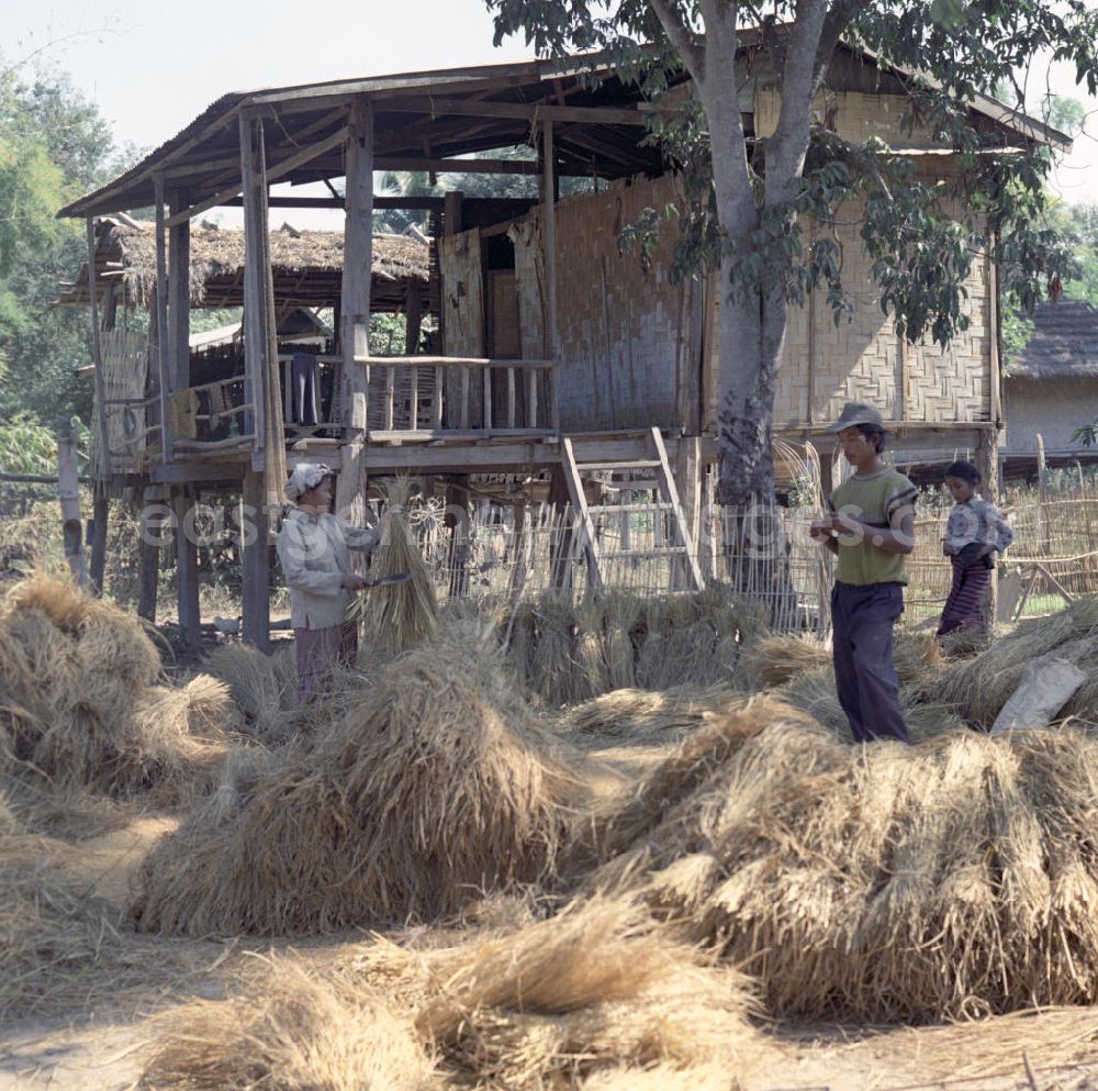 GDR photo archive: Vientiane - Die Bewohner eines Dorfes in der Demokratischen Volksrepublik Laos bearbeiten auf einem Haufen liegende Reisgarben.