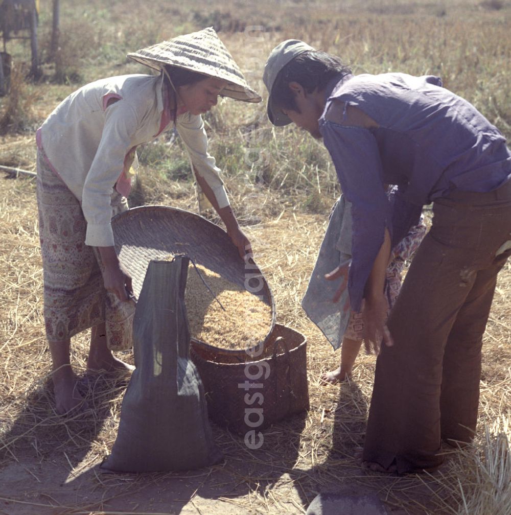 Vientiane: Eine Frau füllt den gedroschenen Reis während der Reisernte auf einem Feld in der Demokratischen Volksrepublik Laos per Hand in einen Korb.