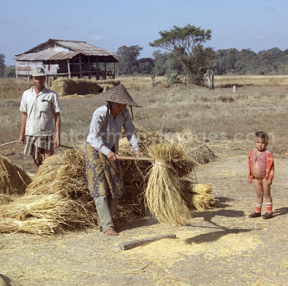GDR image archive: Vientiane - Eine Frau beim Dreschen von Reisgarben während der Reisernte auf einem Feld in der Demokratischen Volksrepublik Laos.