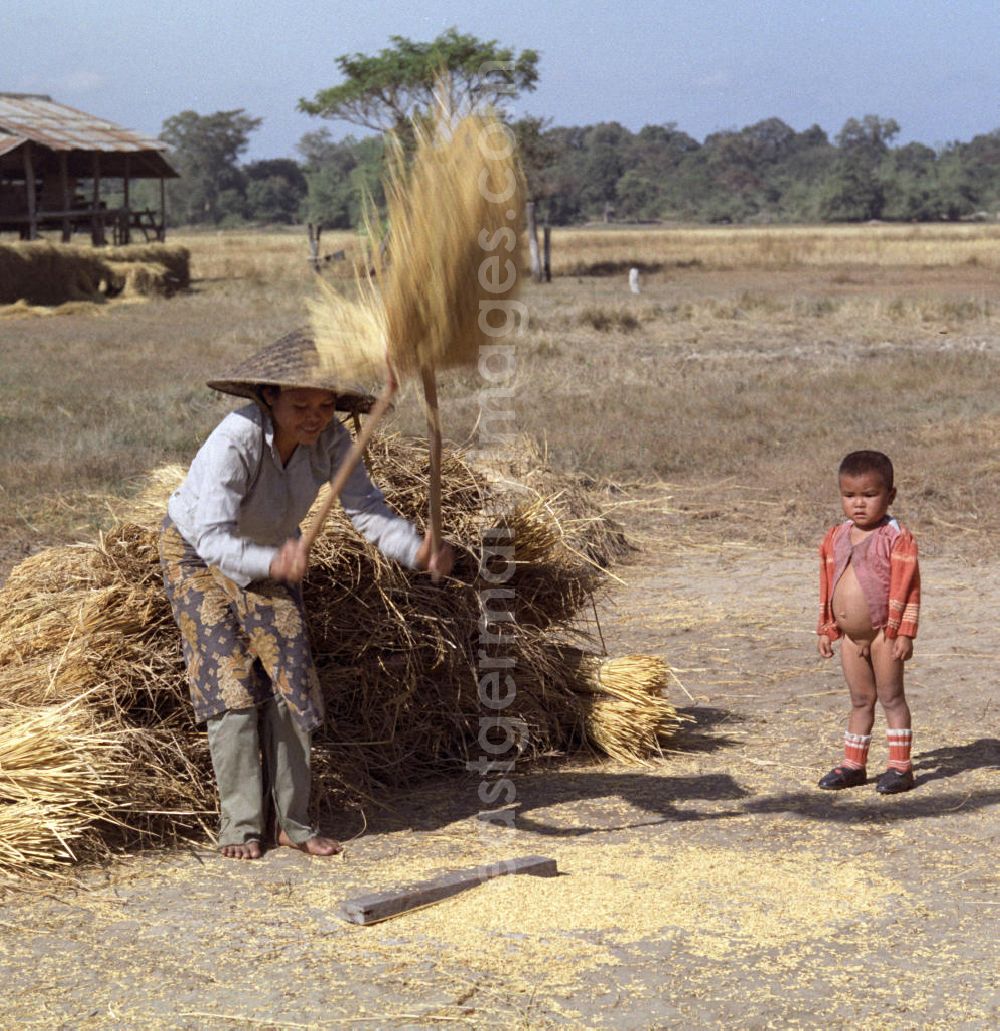 GDR photo archive: Vientiane - Eine Frau beim Dreschen von Reisgarben während der Reisernte auf einem Feld in der Demokratischen Volksrepublik Laos.