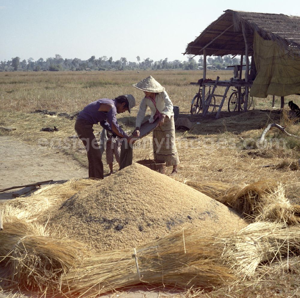 GDR picture archive: Vientiane - Eine Frau füllt den gedroschenen Reis während der Reisernte auf einem Feld in der Demokratischen Volksrepublik Laos per Hand in einen Sack.