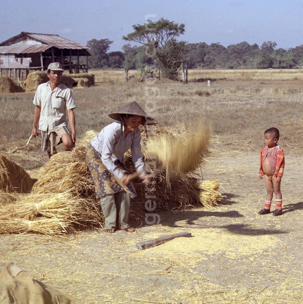 Vientiane: Eine Frau beim Dreschen von Reisgarben während der Reisernte auf einem Feld in der Demokratischen Volksrepublik Laos.
