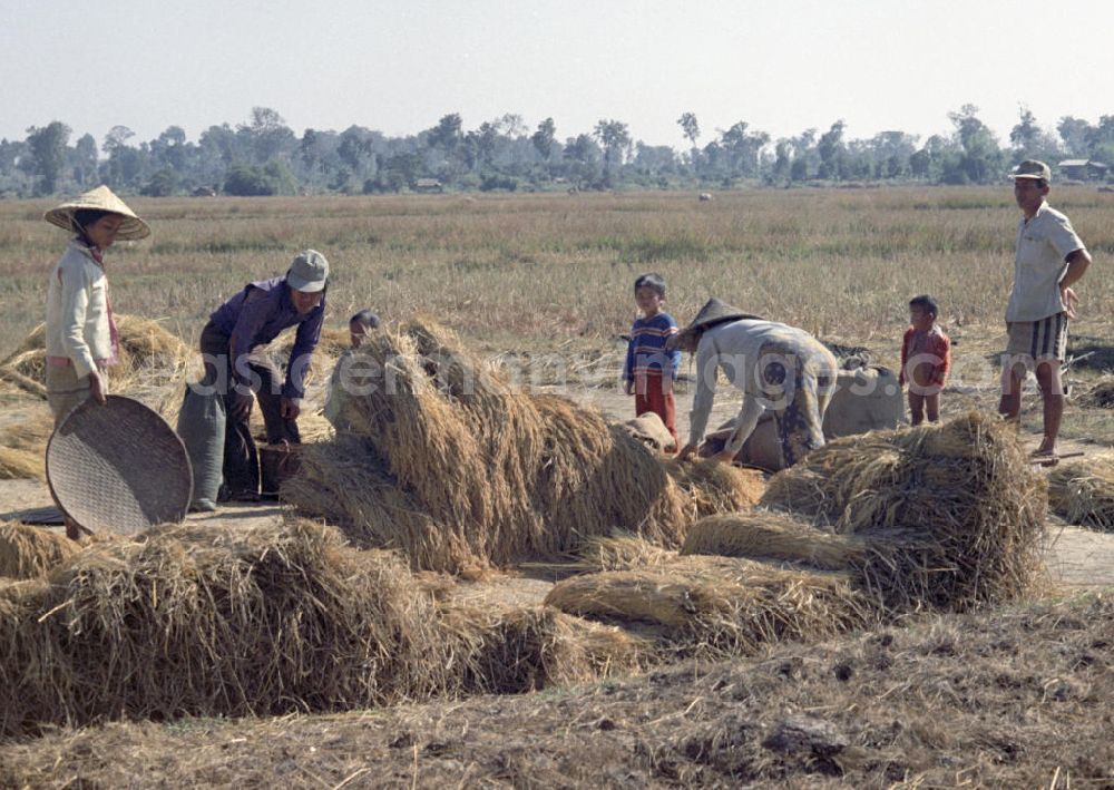 GDR image archive: Vientiane - Männer, Frauen und Kinder bei der Reisernte auf einem Feld in der Demokratischen Volksrepublik Laos.