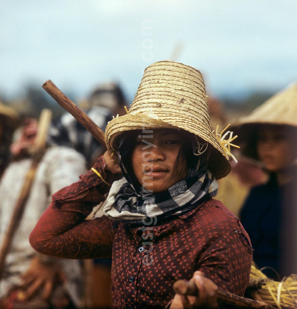 GDR image archive: Vientiane - Frauenporträt bei der Reisernte auf einem Feld in der Demokratischen Volksrepublik Laos.