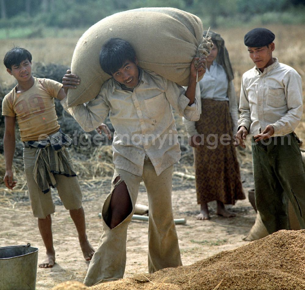 GDR picture archive: Vientiane - Ein Mann trägt einen mit Reis gefüllten Sack während der Reisernte auf einem Feld in der Demokratischen Volksrepublik Laos.
