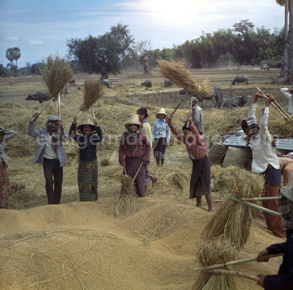 Vientiane: Frauen und Männer dreschen Reisgarben während der Reisernte auf einem Feld in der Demokratischen Volksrepublik Laos.