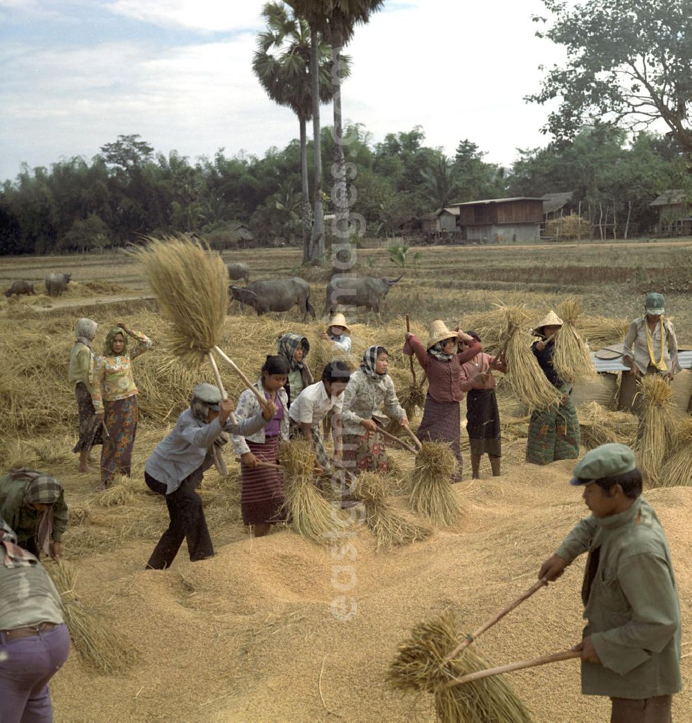 GDR photo archive: Vientiane - Frauen und Männer dreschen Reisgarben während der Reisernte auf einem Feld in der Demokratischen Volksrepublik Laos.
