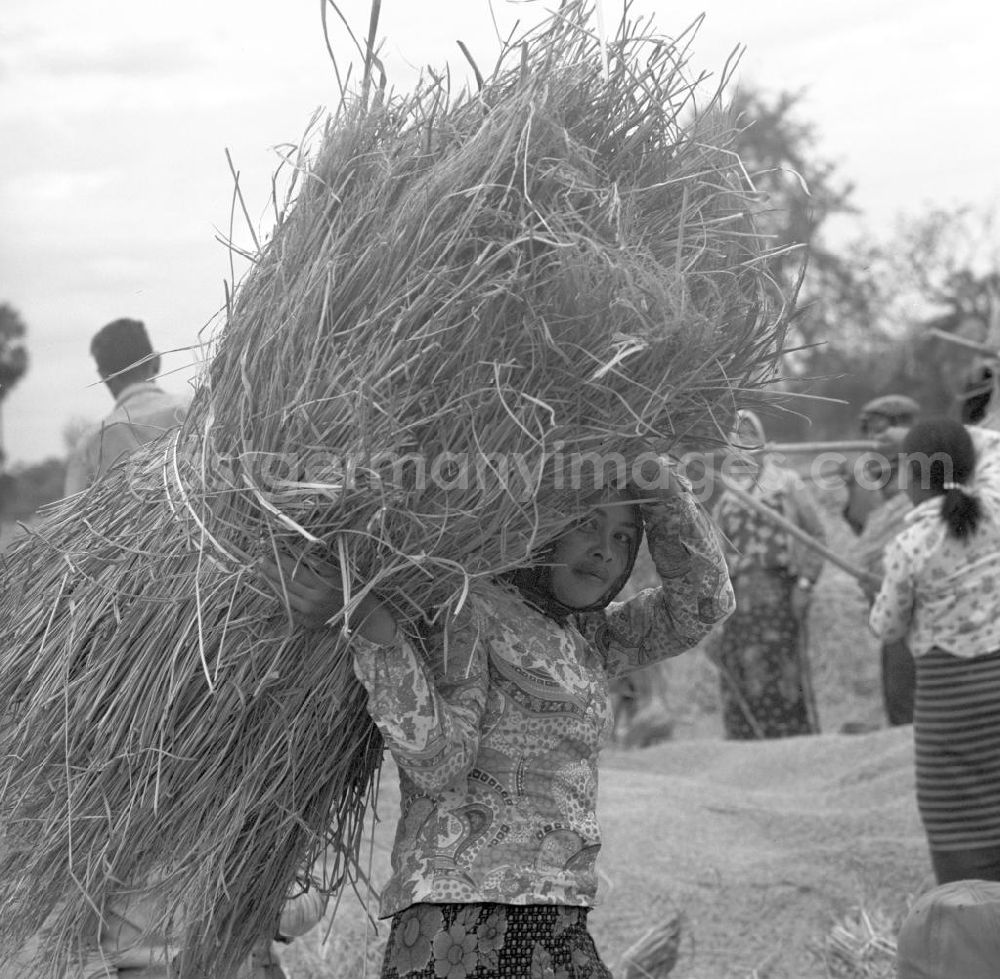 GDR photo archive: Vientiane - Frau mit Reisgarbe während der Reisernte auf einem Feld in der Demokratischen Volksrepublik Laos.