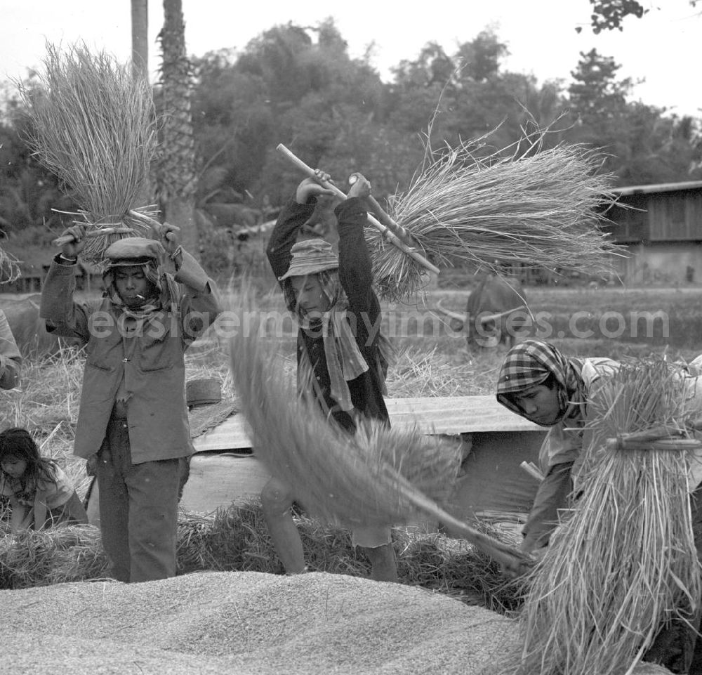 GDR picture archive: Vientiane - Frauen und Männer dreschen Reisgarben während der Reisernte auf einem Feld in der Demokratischen Volksrepublik Laos.