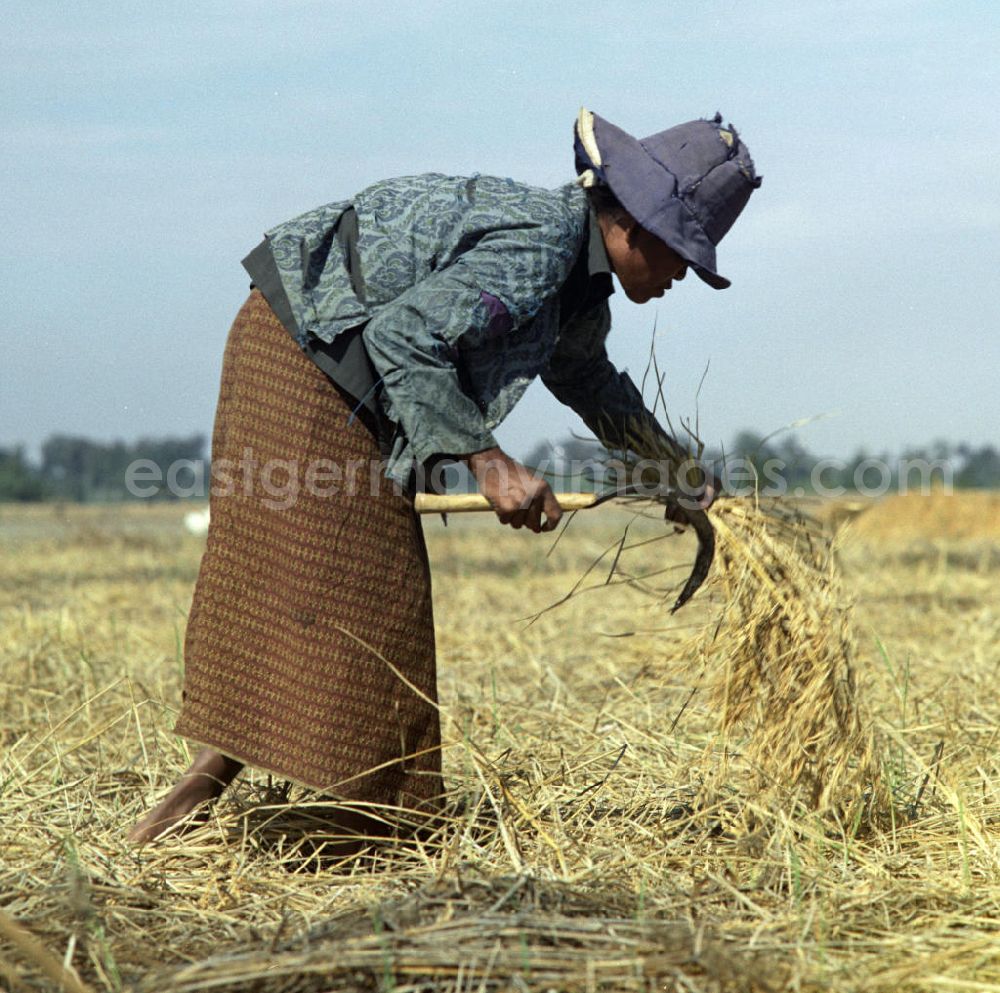GDR picture archive: Vientiane - Eine Frau schneidet Reispflanzen während der Reisernte auf einem Feld in der Demokratischen Volksrepublik Laos.