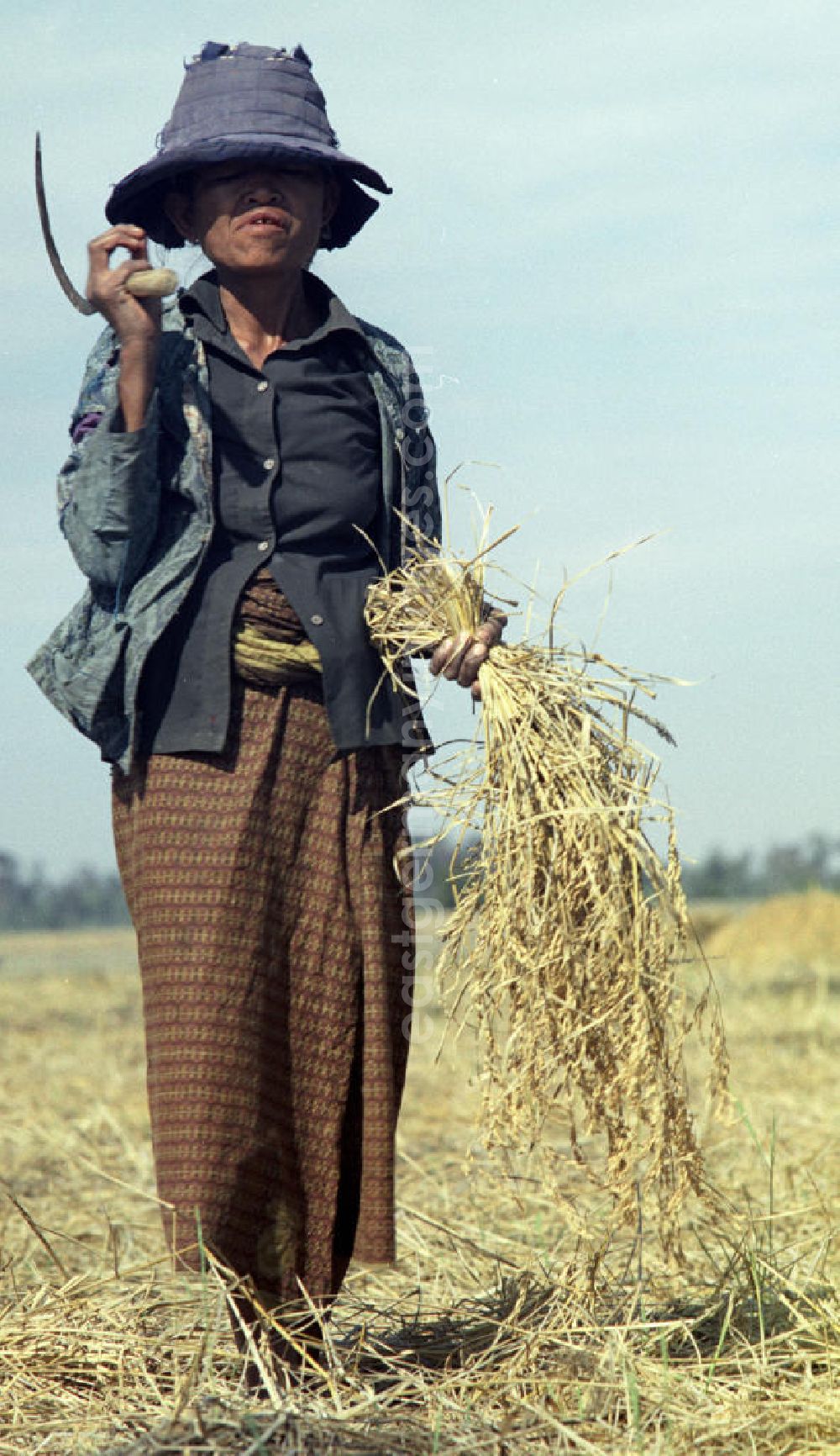 Vientiane: Eine Frau schneidet Reispflanzen während der Reisernte auf einem Feld in der Demokratischen Volksrepublik Laos.