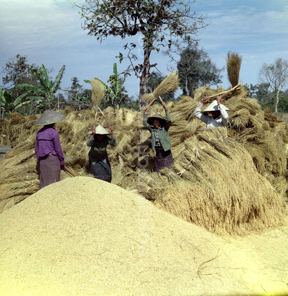 GDR image archive: Vientiane - Frauen dreschen Reisgarben während der Reisernte auf einem Feld in der Demokratischen Volksrepublik Laos.