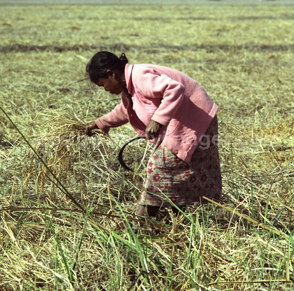 GDR photo archive: Vientiane - Eine Frau schneidet Reispflanzen während der Reisernte auf einem Feld in der Demokratischen Volksrepublik Laos.