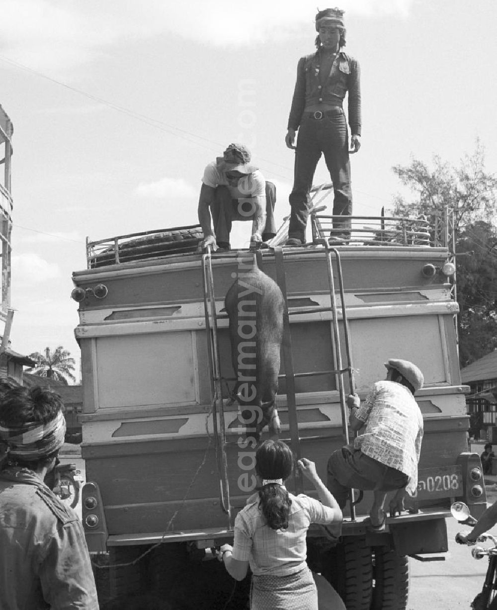 GDR picture archive: Nam Ngum - Straßenszene in Vientiane in der Demokratischen Volksrepublik Laos - ein Schwein klettert vom Dach eines Autos eine Leiter hinunter.