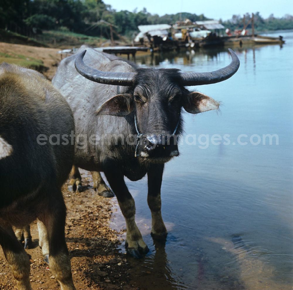 Nam Ngum: Wasserbüffel in der Demokratischen Volksrepublik Laos.