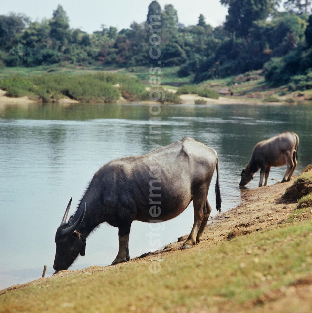 GDR image archive: Nam Ngum - Wasserbüffel beim Trinken in der Demokratischen Volksrepublik Laos.