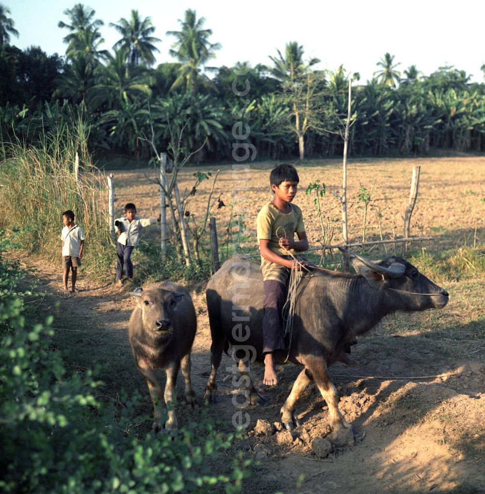 GDR picture archive: Vientiane - Ein Junge reitet auf einem Wasserbüffel in der Demokratischen Volksrepublik Laos.