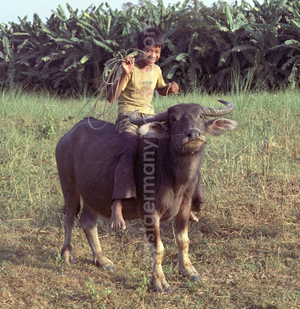 GDR image archive: Vientiane - Ein Junge reitet auf einem Wasserbüffel in der Demokratischen Volksrepublik Laos.