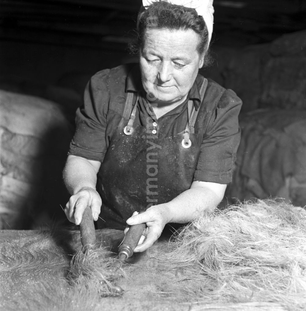 GDR photo archive: Stolpen - LPG worker removes pig bristles from pig skins after slaughter in a slaughterhouse in Stolpen, Saxony in the territory of the former GDR, German Democratic Republic