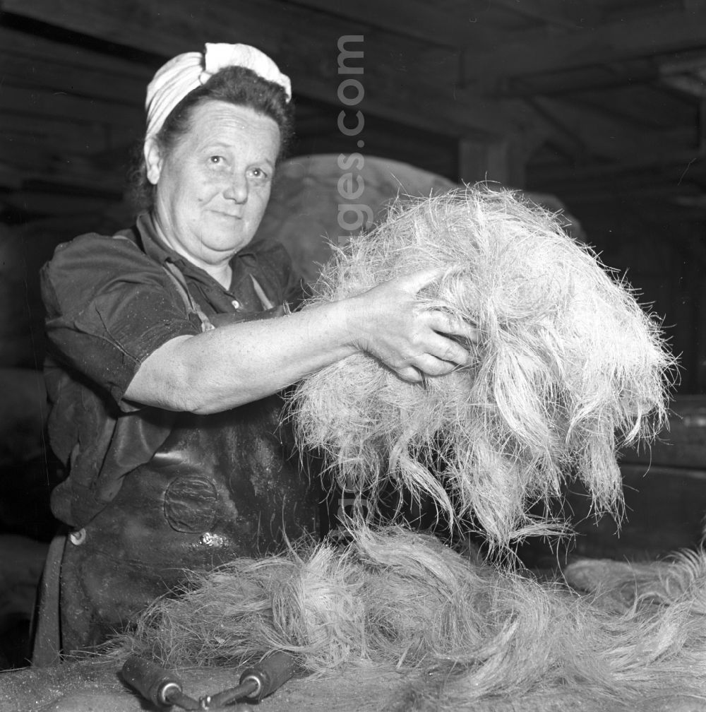 GDR picture archive: Stolpen - LPG worker removes pig bristles from pig skins after slaughter in a slaughterhouse in Stolpen, Saxony in the territory of the former GDR, German Democratic Republic