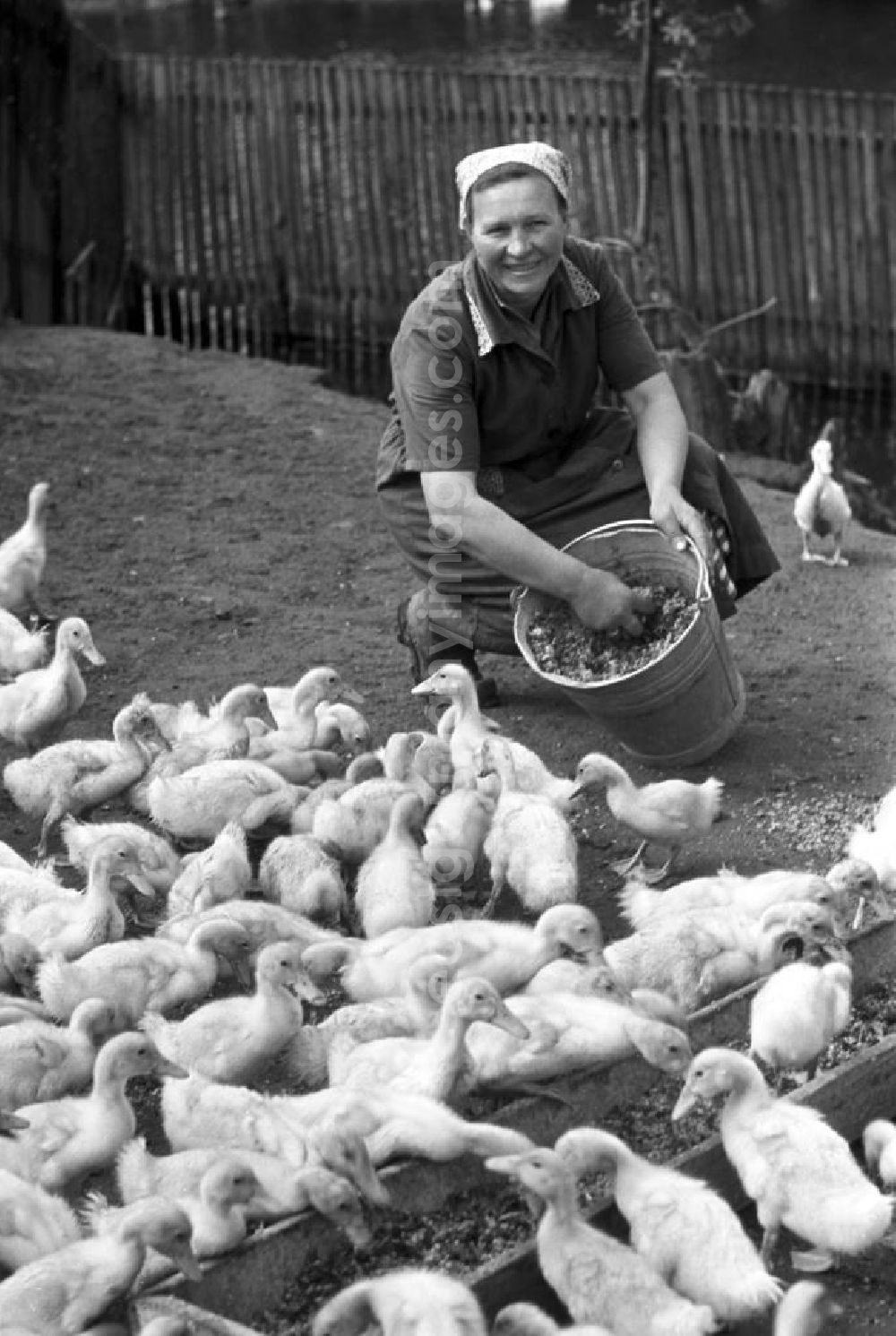 GDR picture archive: Leipzig - Eine Bäuerin beim Füttern von Küken in einem Dorf in der Nähe von Leipzig.