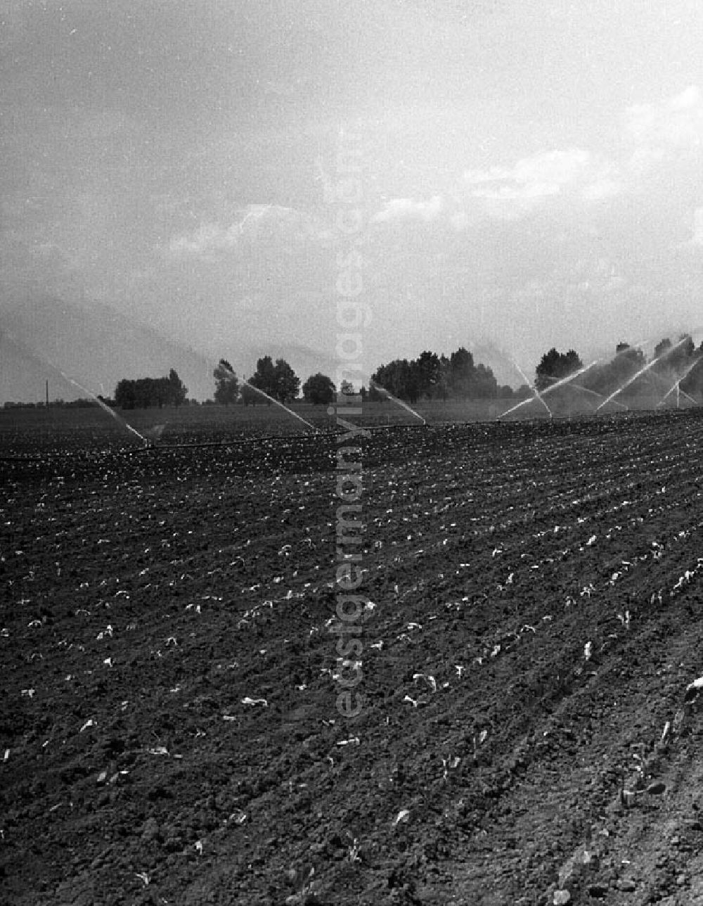 GDR picture archive: Golzow - Landwirtschaftliche Produktionsgenossenschaft Melioration (Bodenbewässerung) bei der LPG - Einheit in Golzow.