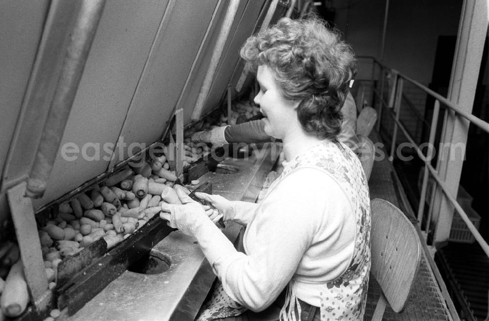 GDR photo archive: Berlin - Gemüse wird in der LPG 1. Mai in Berlin-Wartenberg von Frauen vor der Verpackung geputzt und verarbeitet.