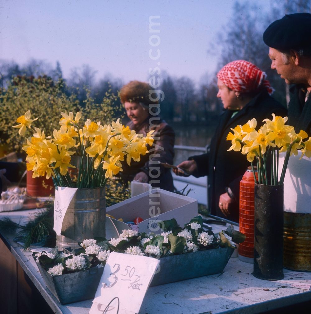 GDR photo archive: Hoppegarten - Older women selling home-grown flowers at a market in Hoppegarten in the state of Brandenburg on the territory of the former GDR, German Democratic Republic