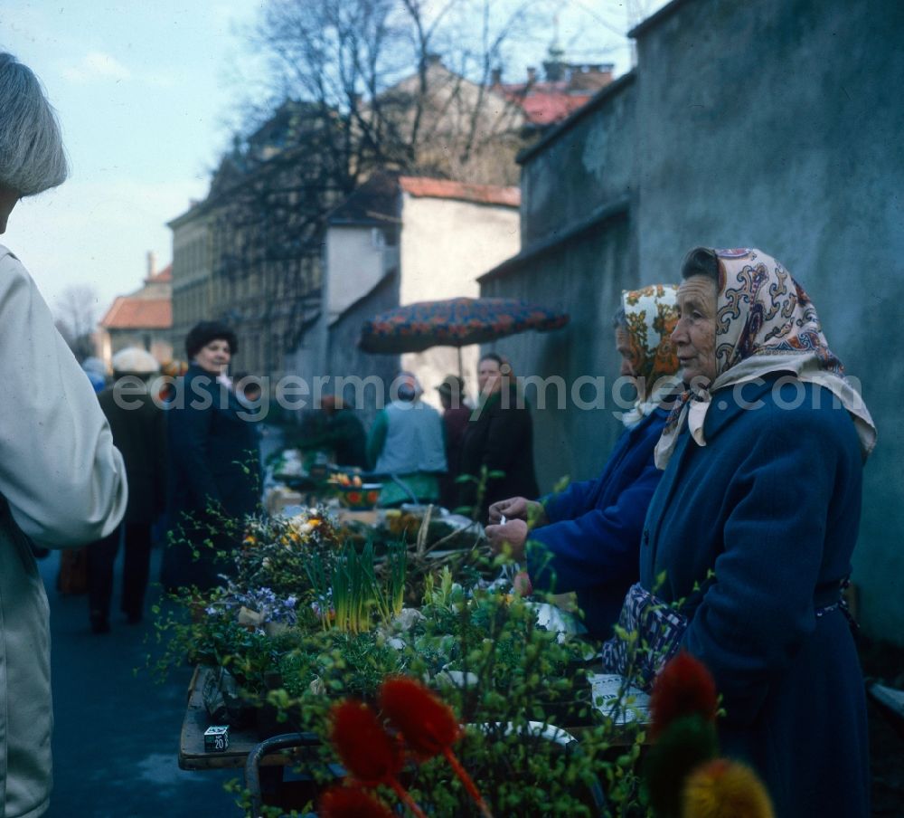 GDR image archive: Hoppegarten - Older women selling home-grown flowers at a market in Hoppegarten in the state of Brandenburg on the territory of the former GDR, German Democratic Republic