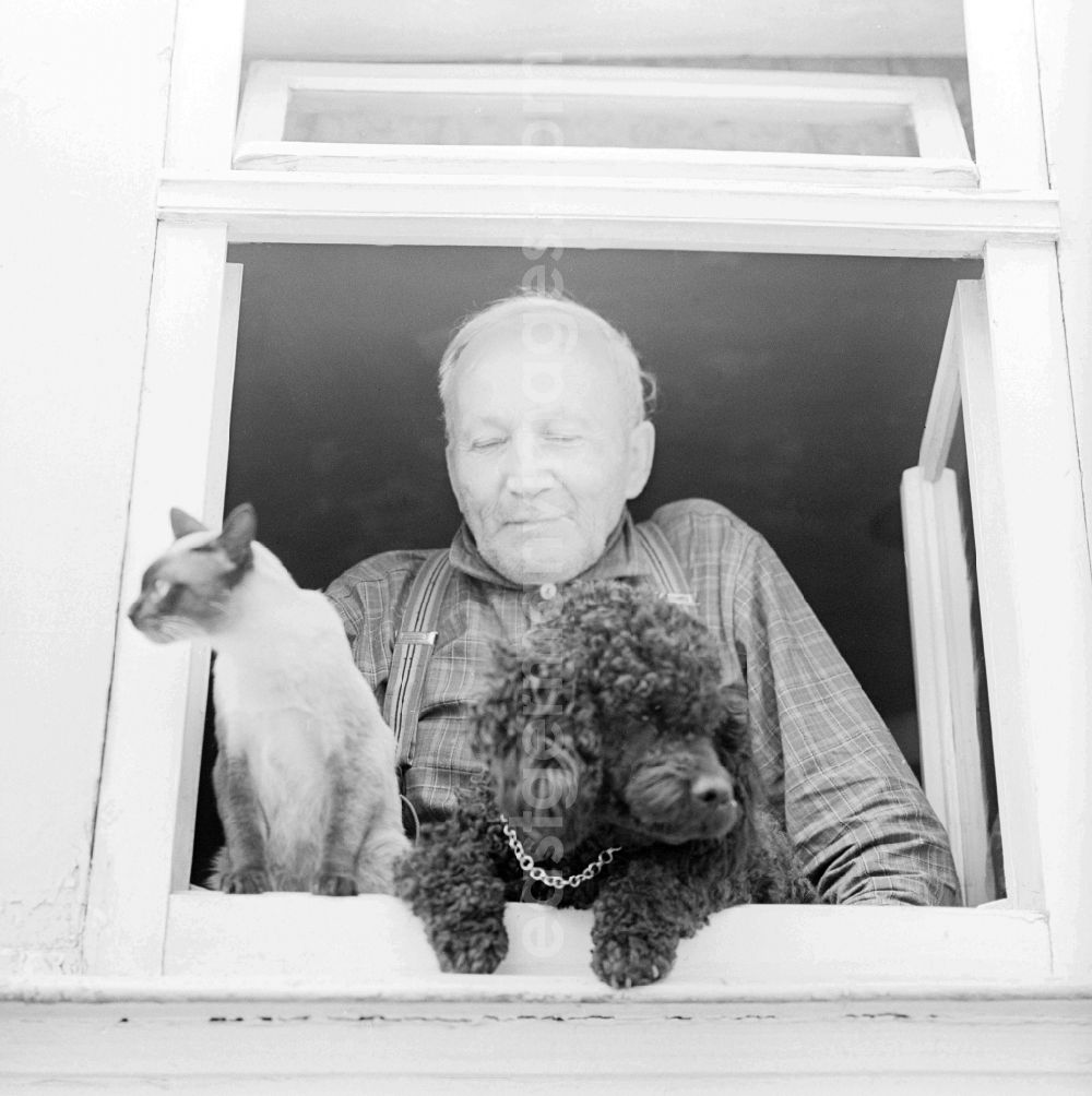 Eisenach: An elderly man looks with a poodle and his Siamese cat out of the window in Eisenach in Thuringia on the territory of the former GDR, German Democratic Republic