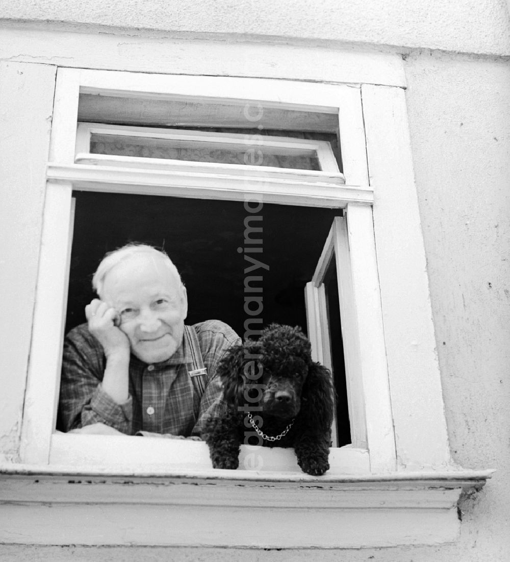 GDR picture archive: Eisenach - An elderly man looks with a poodle out of the window in Eisenach in Thuringia on the territory of the former GDR, German Democratic Republic