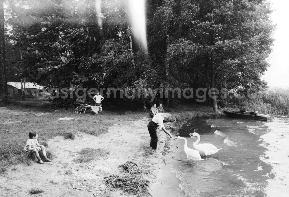 GDR picture archive: Grünheide (Mark) - A man feeds a swan pair in the Stoeritzsee in Gruenheide (mark) in the federal state Brandenburg in the area of the former GDR, German democratic republic