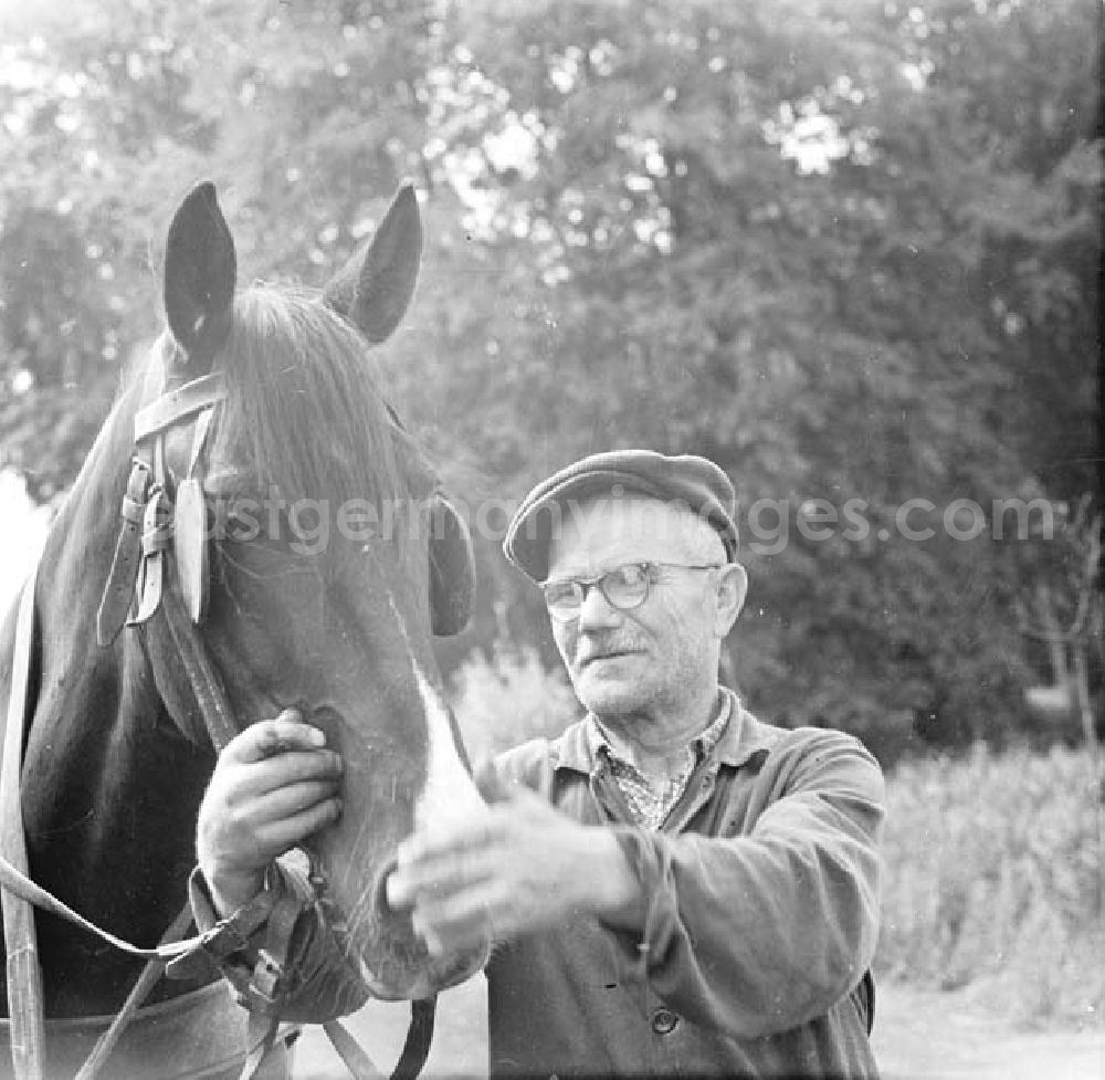 GDR photo archive: Dargun - Nah: Mann mit Pferd.