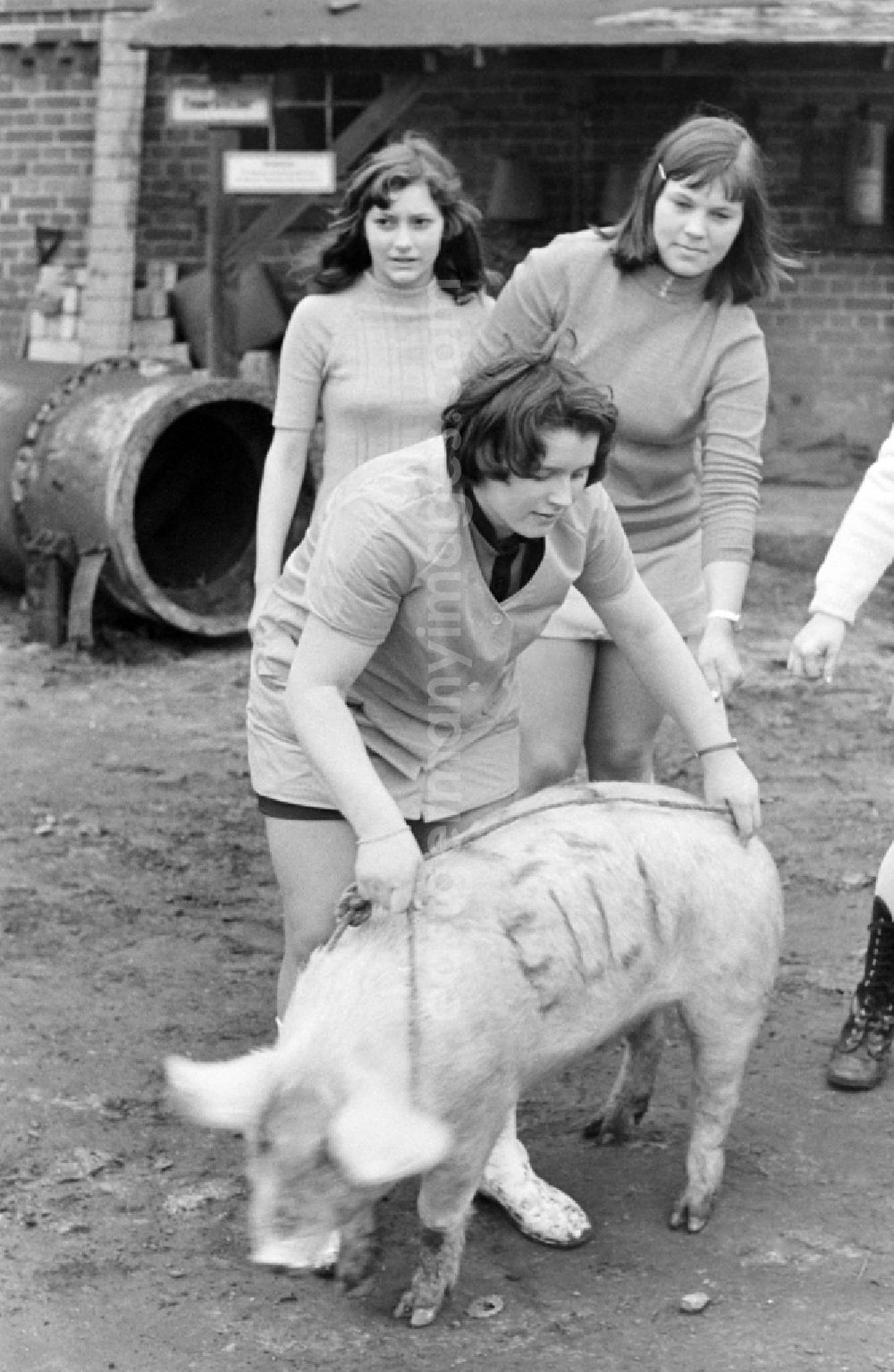 Spremberg: Girls with the pig Elli in Spremberg in the state Brandenburg on the territory of the former GDR, German Democratic Republic