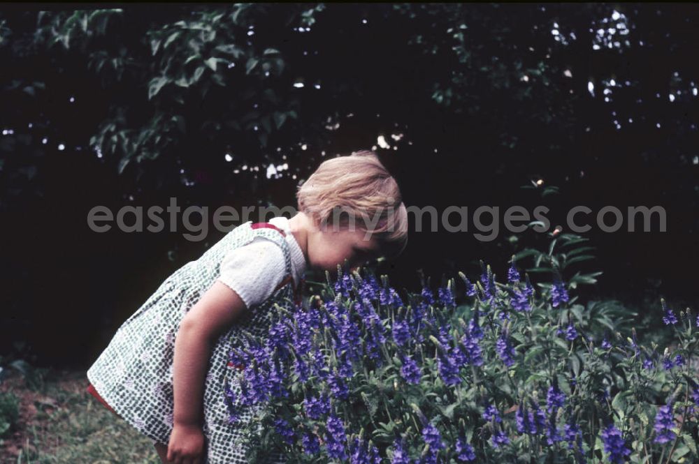 GDR image archive: Schkopau - Mädchen schnuppert an Blumen. Girl snuffles on flowers.