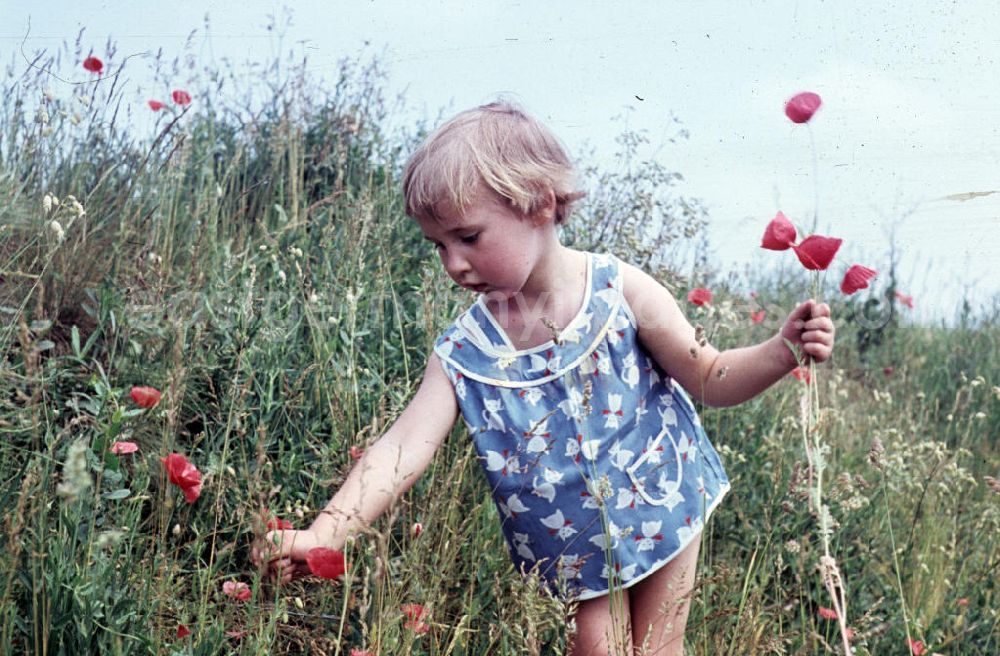 GDR photo archive: Schkopau - Mädchen pflückt Mohnblumen. Girl picking poppies.