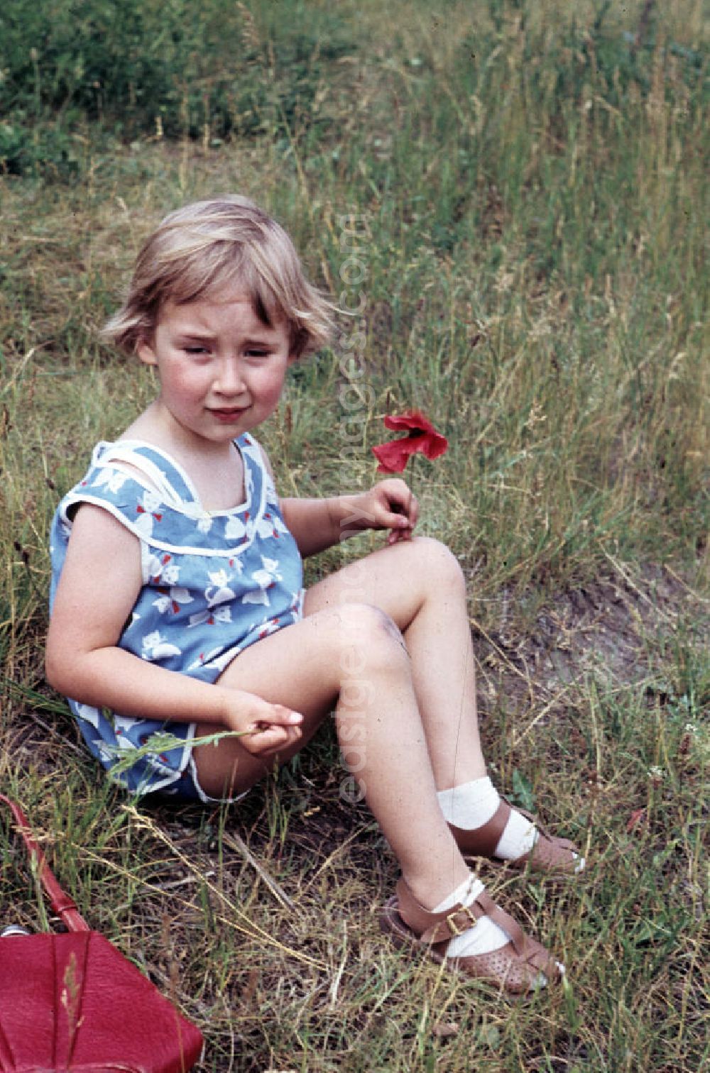 Schkopau: Mädchen pflückt Mohnblumen. Girl picking poppies.