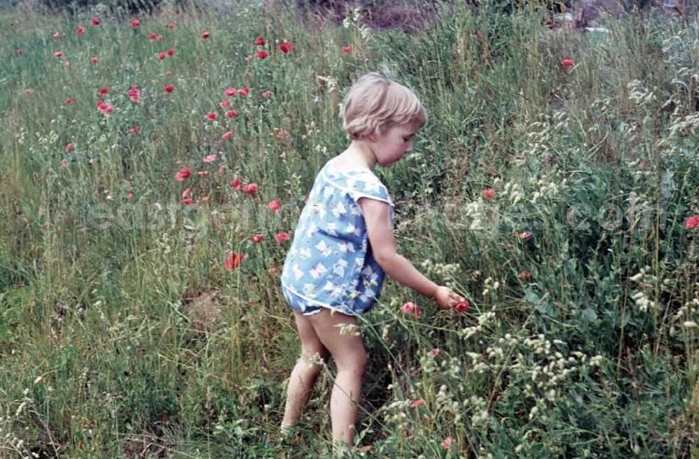 GDR image archive: Schkopau - Mädchen pflückt Mohnblumen. Girl picking poppies.