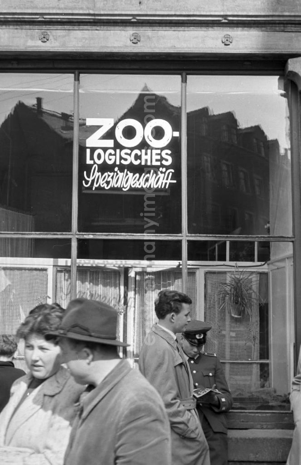 GDR image archive: Meißen - Bis auf den Schriftzug im Schaufenster deutet nicht viel auf das Zoologische Spezialgeschäft in Meißen.