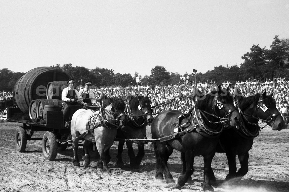 GDR picture archive: Moritzburg - Moritzburg Stallion Parade / VE Stallion Depot Moritzburg in the state Saxony on the territory of the former GDR, German Democratic Republic
