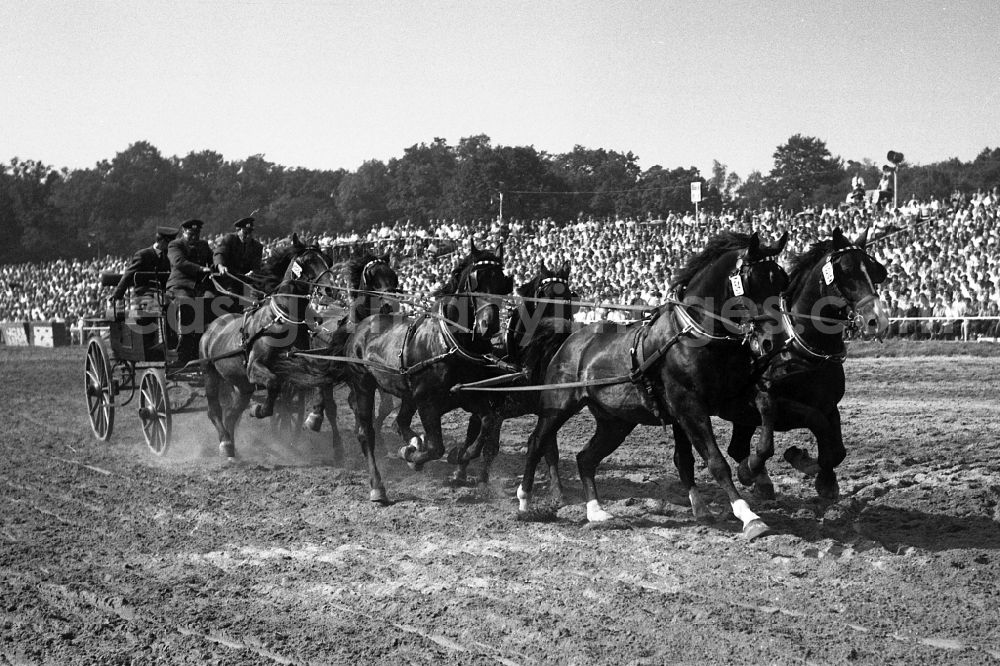 GDR picture archive: Moritzburg - Moritzburg Stallion Parade / VE Stallion Depot Moritzburg in the state Saxony on the territory of the former GDR, German Democratic Republic