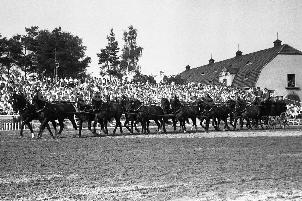 Moritzburg: Moritzburg Stallion Parade / VE Stallion Depot Moritzburg in the state Saxony on the territory of the former GDR, German Democratic Republic