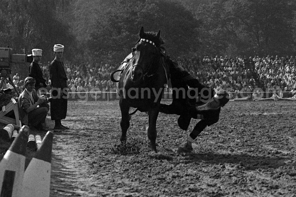 GDR picture archive: Dresden - Moritzburg Stallion Parade / VE Stallion Depot Moritzburg in the state Saxony on the territory of the former GDR, German Democratic Republic