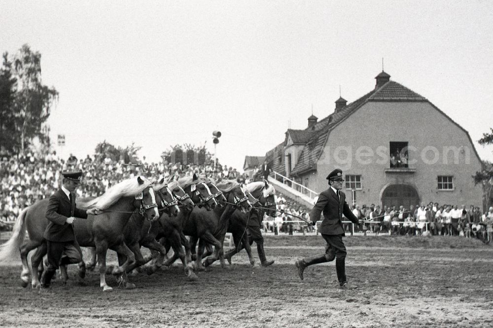 Dresden: Moritzburg Stallion Parade / VE Stallion Depot Moritzburg in the state Saxony on the territory of the former GDR, German Democratic Republic