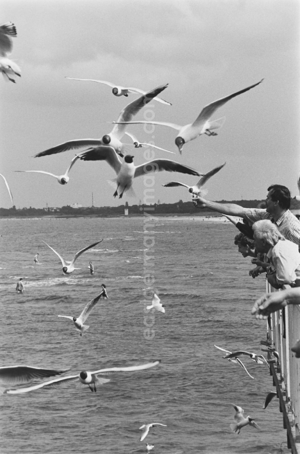 GDR photo archive: Ahlbeck - Seagulls at the pier of the Baltic Sea in Ahlbeck in Mecklenburg-Western Pomerania on the territory of the former GDR, German Democratic Republic