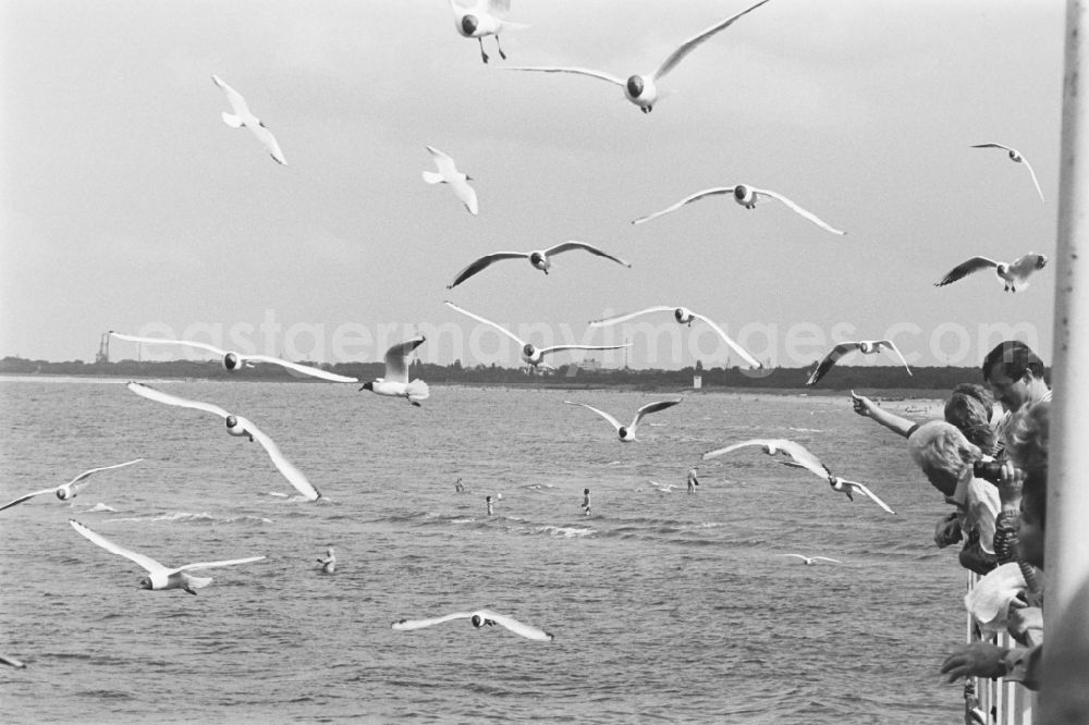 GDR picture archive: Ahlbeck - Seagulls at the pier of the Baltic Sea in Ahlbeck in Mecklenburg-Western Pomerania on the territory of the former GDR, German Democratic Republic