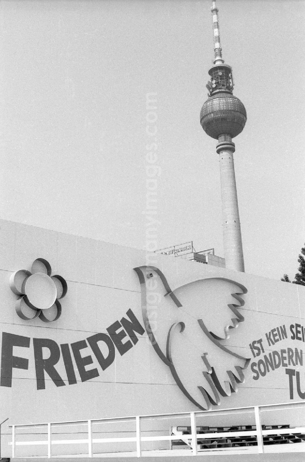 GDR photo archive: Berlin - Festively decorated city on the occasion of the National Youth Festival in Berlin East Berlin on the territory of the former GDR, German Democratic Republic. Peace is written on a wall, next to it is a peace dove and flower, and in the background is the Berlin television tower